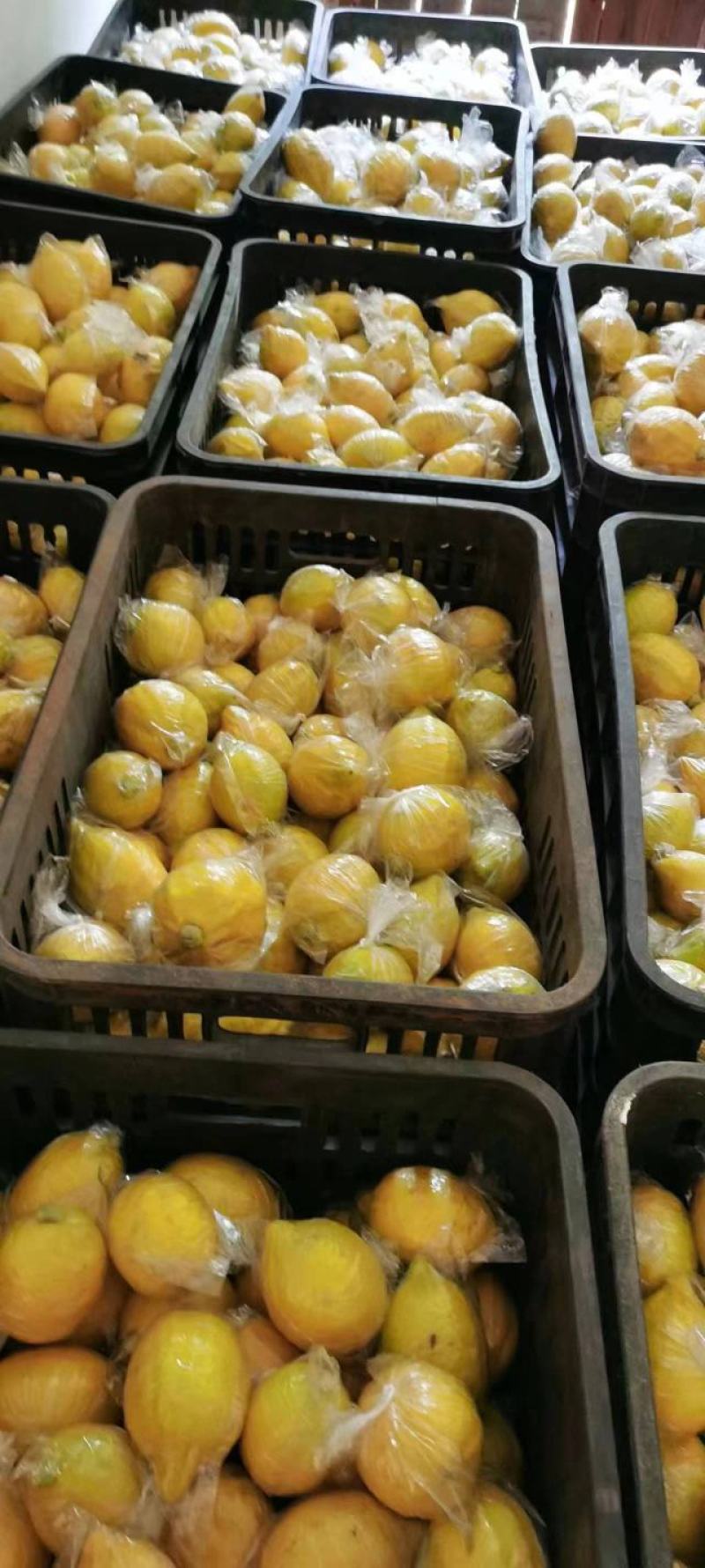 广东黄柠檬精品香水柠檬大量上市产地直发品质好欢迎致电
