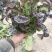紫叶香莴笋