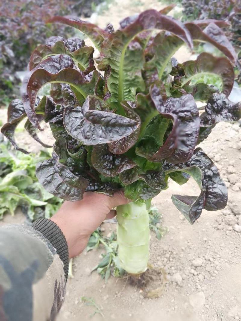 紫叶香莴笋