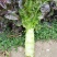 紫叶香莴笋