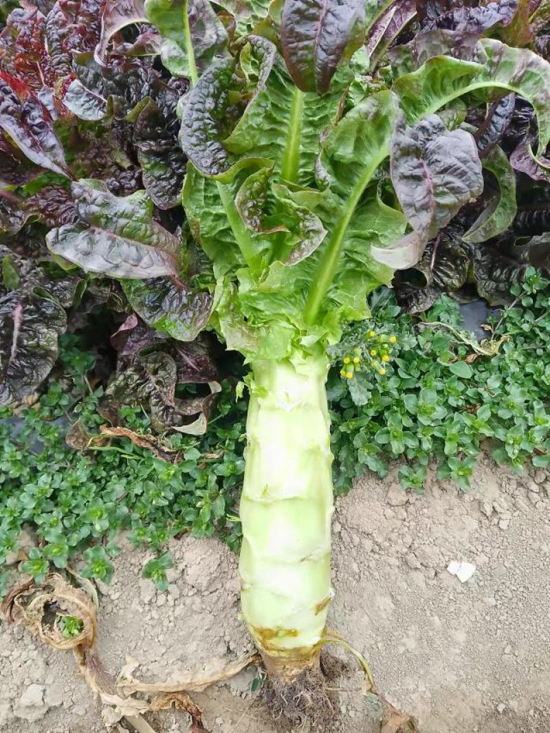 紫叶香莴笋