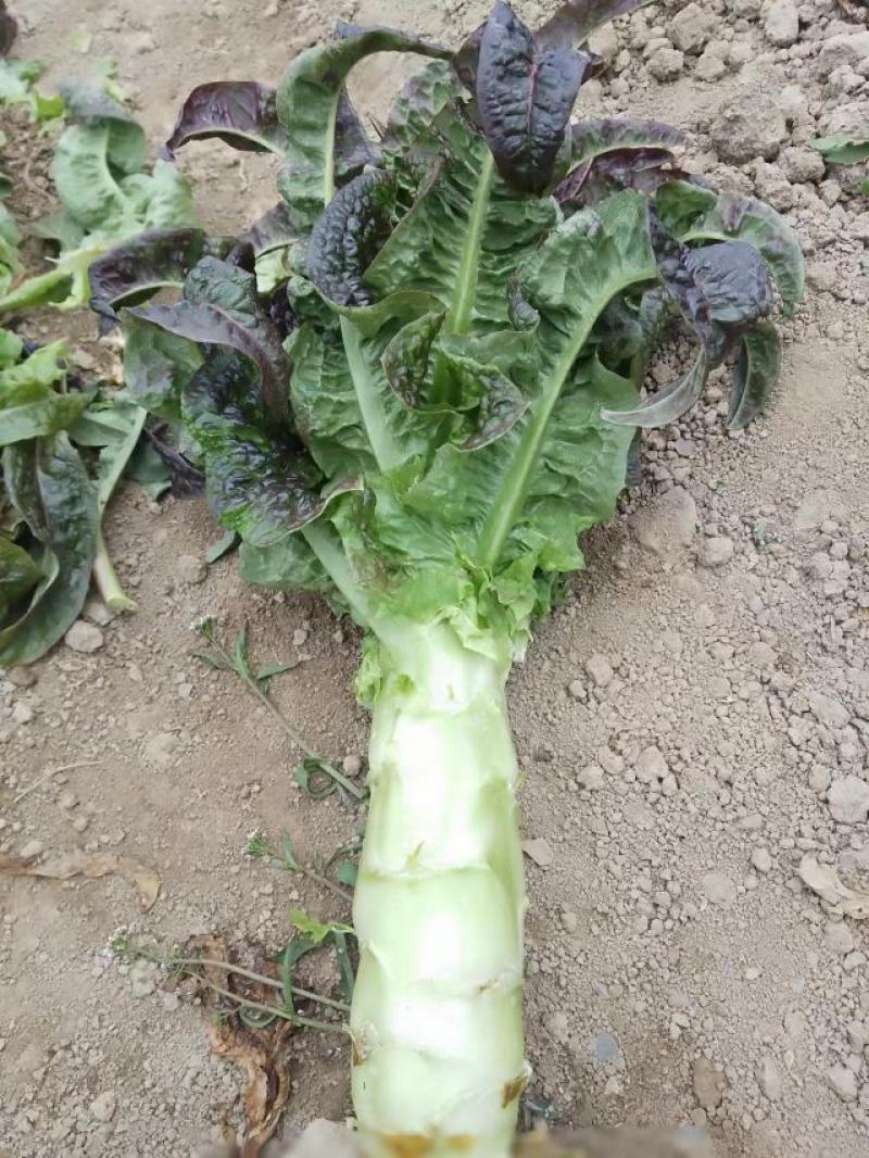 紫叶香莴笋