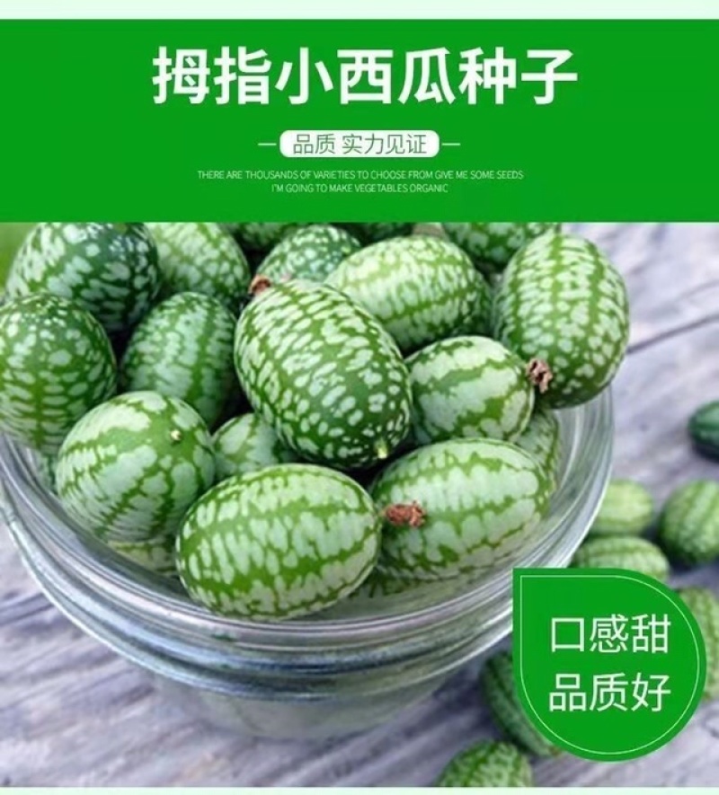 现摘现发当季新鲜水果迷你拇指小西瓜佩普诺基有机绿色水果
