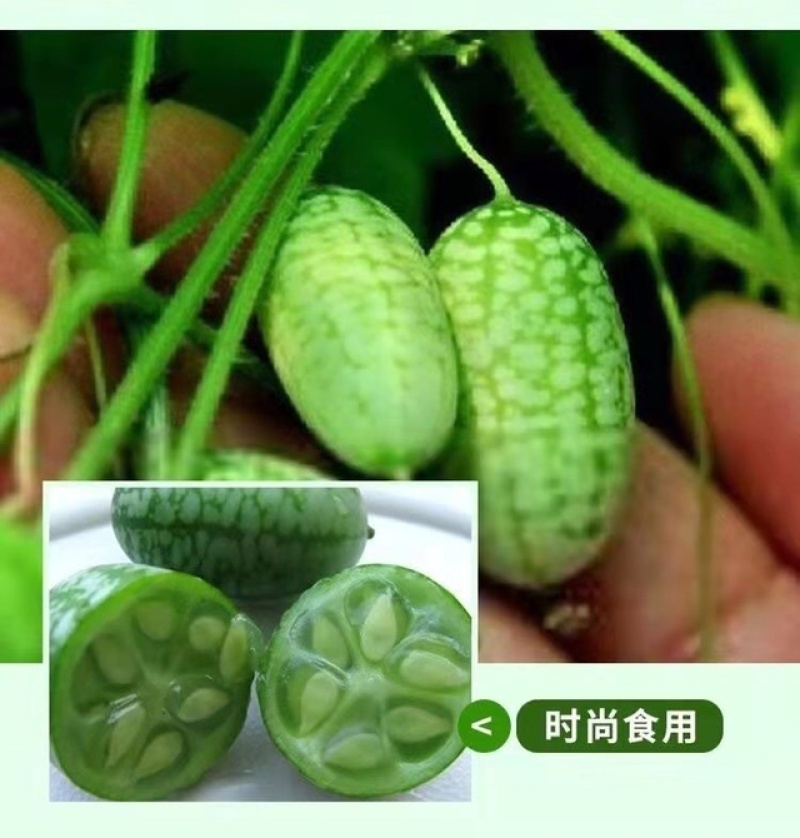 现摘现发当季新鲜水果迷你拇指小西瓜佩普诺基有机绿色水果