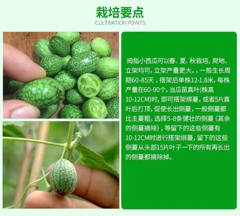 现摘现发当季新鲜水果迷你拇指小西瓜佩普诺基有机绿色水果