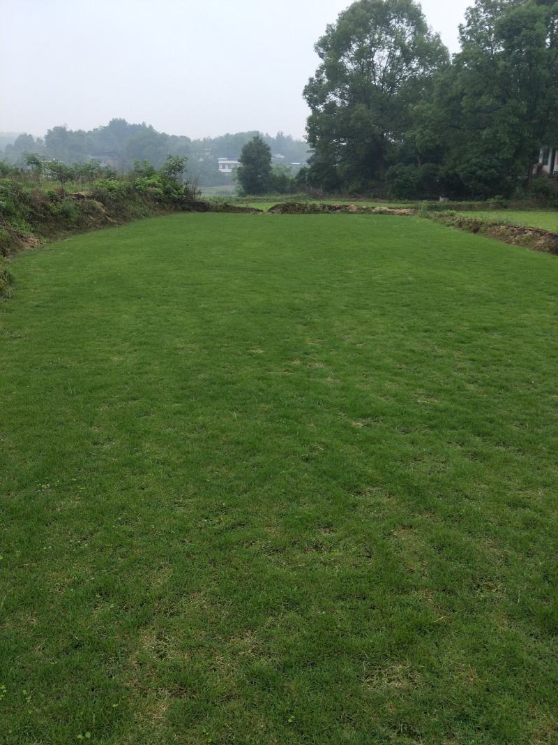 马尼拉，台湾草草皮