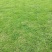 马尼拉，台湾草草皮