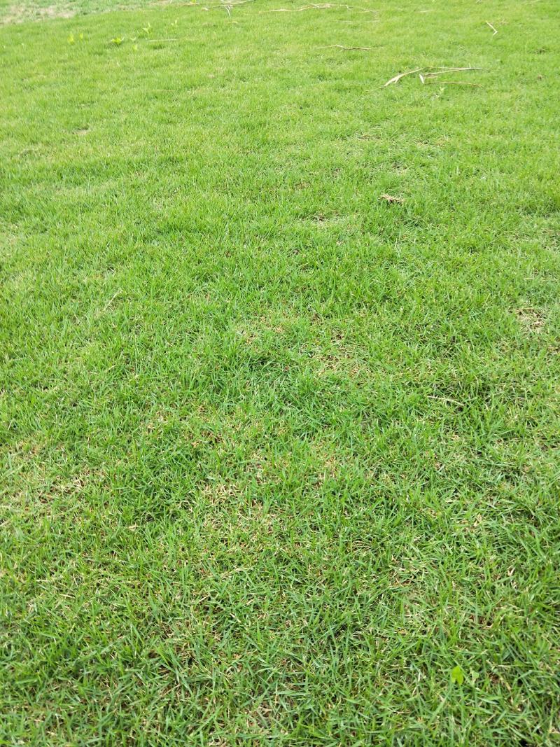 马尼拉，台湾草草皮
