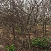 黄栌