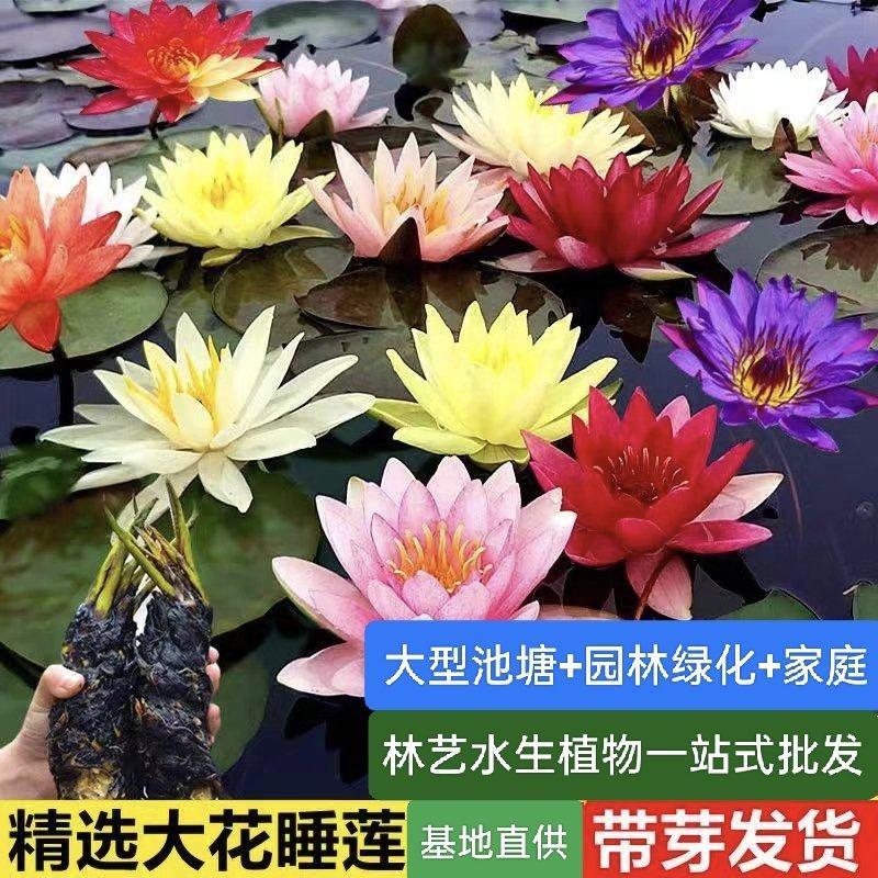 睡莲种根水莲花水生植物四季易种带芽发货多年生耐寒植物