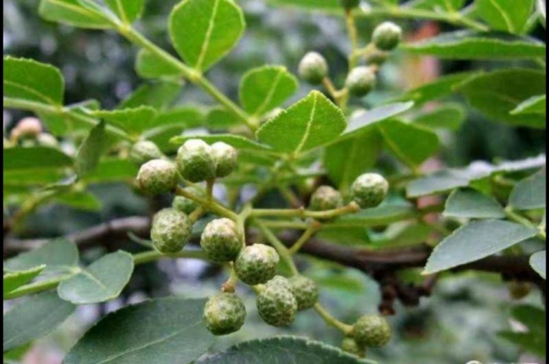 湖北鲜花椒，原产地直发，质量保证，物美价廉欢迎选购～