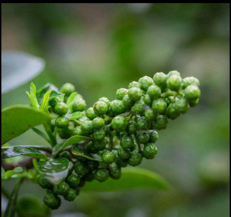 湖北鲜花椒，原产地直发，质量保证，物美价廉欢迎选购～