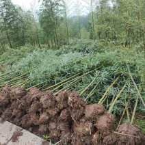 优质细叶邬头雷竹苗，1-2年苗，量大从优质量保证。