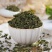 瓶装桑叶茶霜后桑叶茶青罐装另花草茶包邮