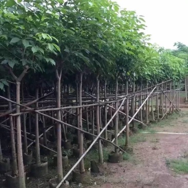 红花风铃木大量自家袋苗5-15分欢迎来电咨询价格量大从优