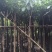 红花风铃木大量自家袋苗5-15分欢迎来电咨询价格量大从优