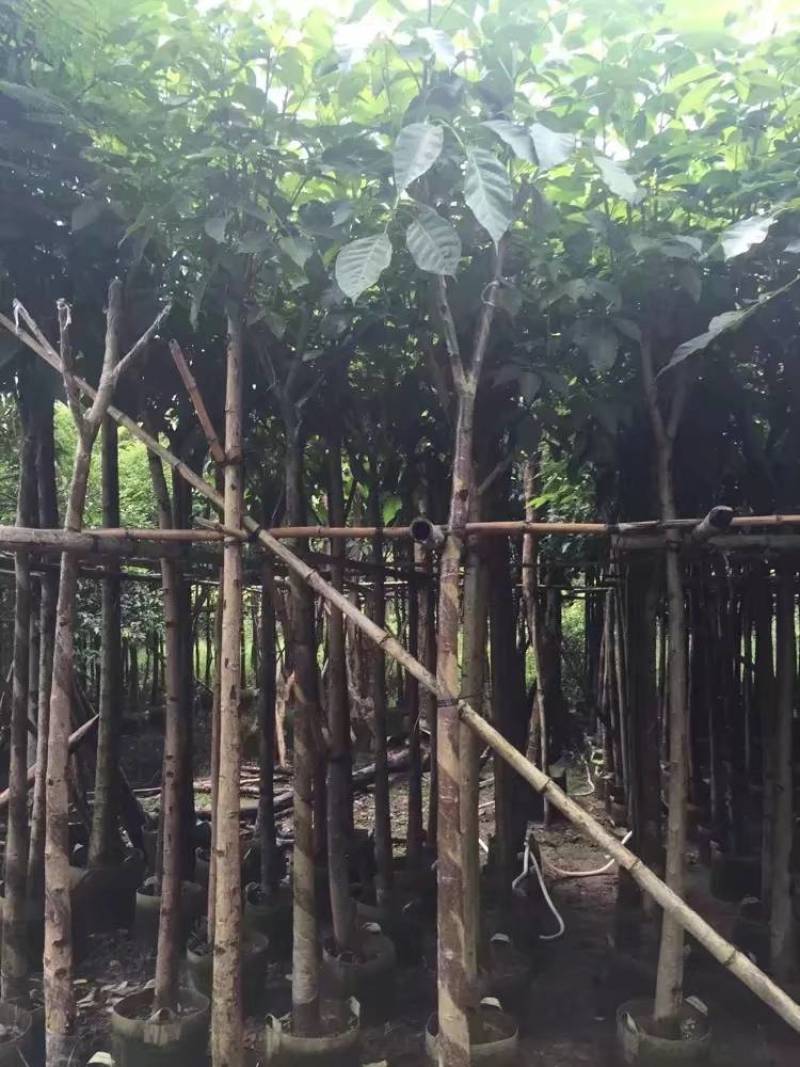 红花风铃木大量自家袋苗5-15分欢迎来电咨询价格量大从优