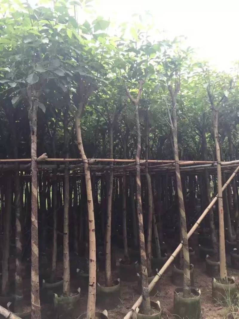 红花风铃木大量自家袋苗5-15分欢迎来电咨询价格量大从优