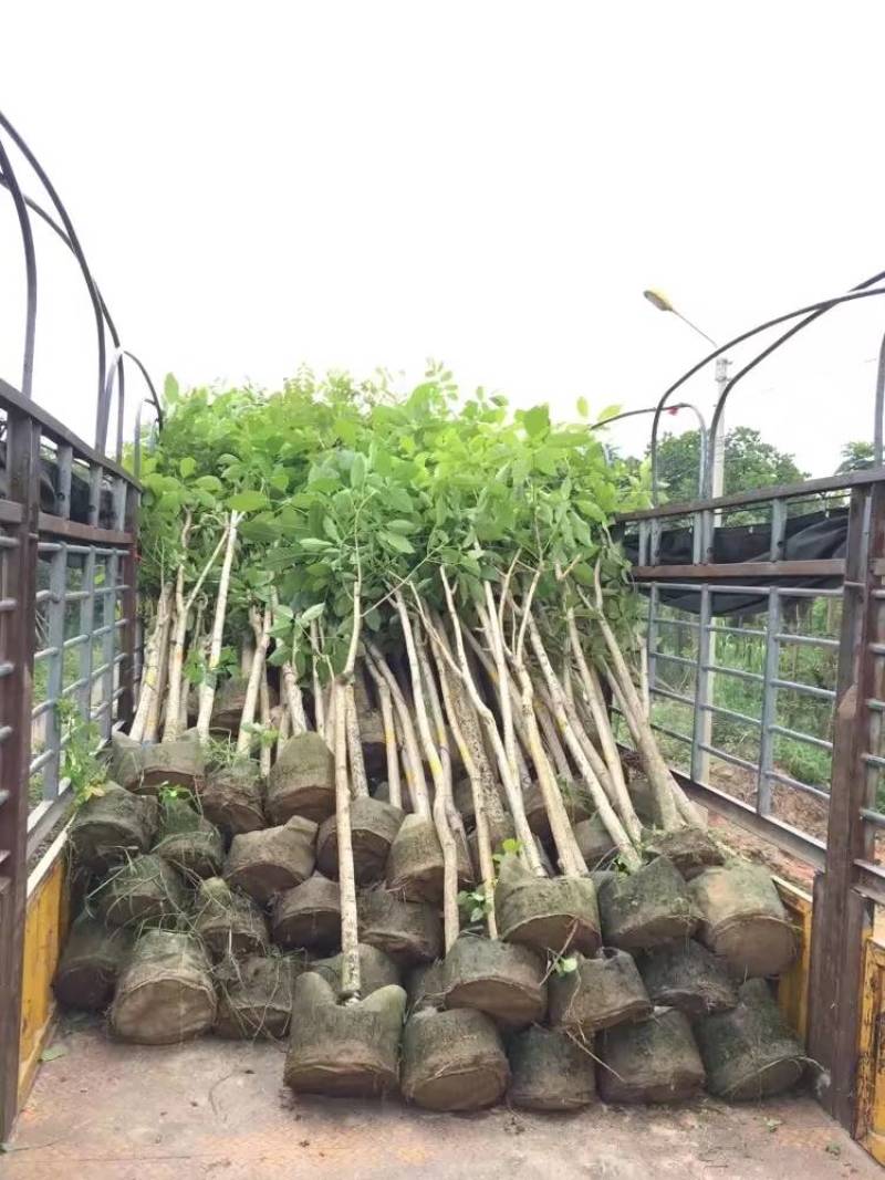 红花风铃木大量自家袋苗5-15分欢迎来电咨询价格量大从优