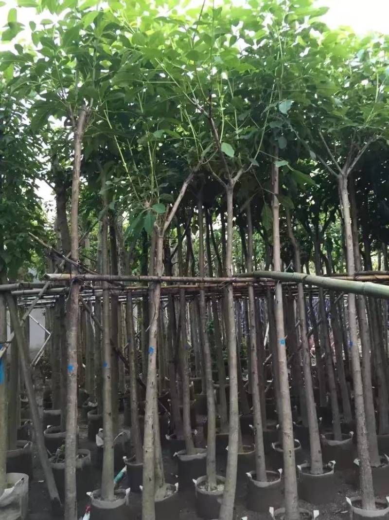 红花风铃木大量自家袋苗5-15分欢迎来电咨询价格量大从优