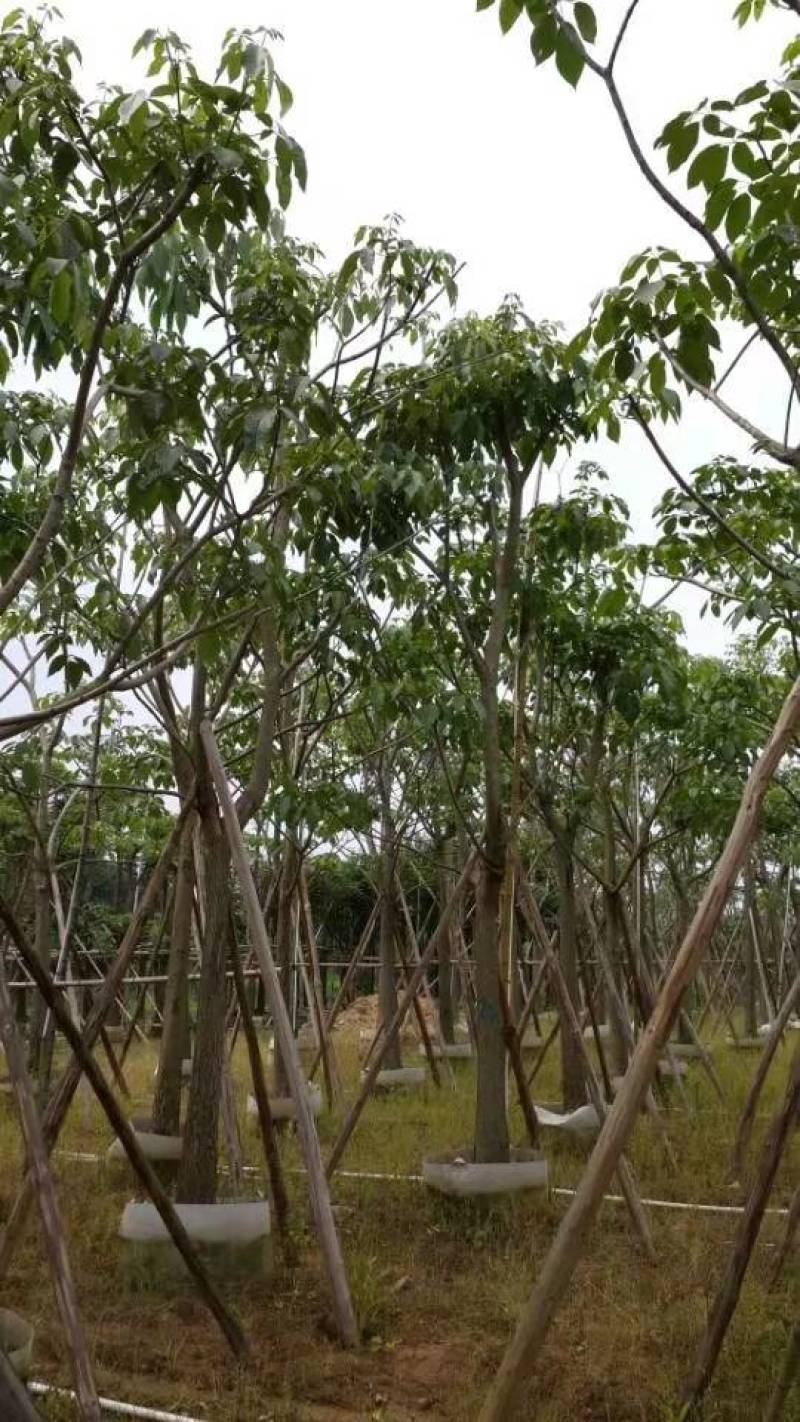 红花风铃木大量自家袋苗5-15分欢迎来电咨询价格量大从优