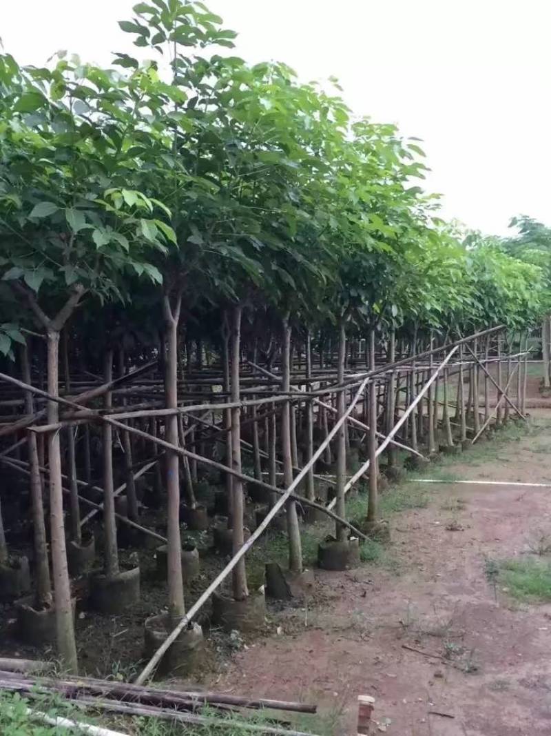 红花风铃木大量自家袋苗5-15分欢迎来电咨询价格量大从优