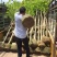 红花风铃木大量自家袋苗5-15分欢迎来电咨询价格量大从优
