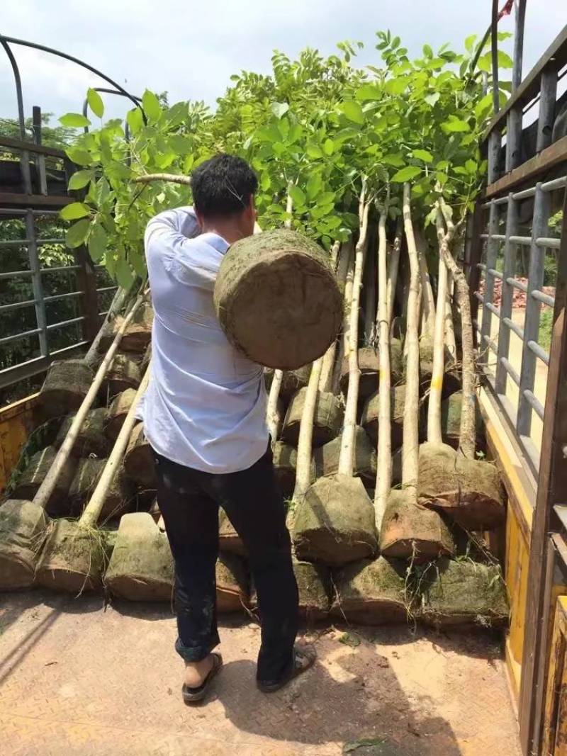 红花风铃木大量自家袋苗5-15分欢迎来电咨询价格量大从优