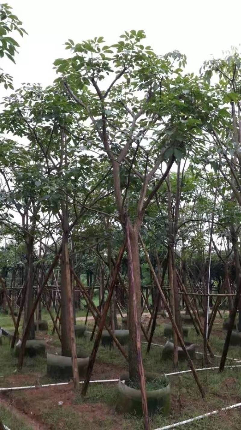 红花风铃木大量自家袋苗5-15分欢迎来电咨询价格量大从优