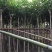 红花风铃木大量自家袋苗5-15分欢迎来电咨询价格量大从优