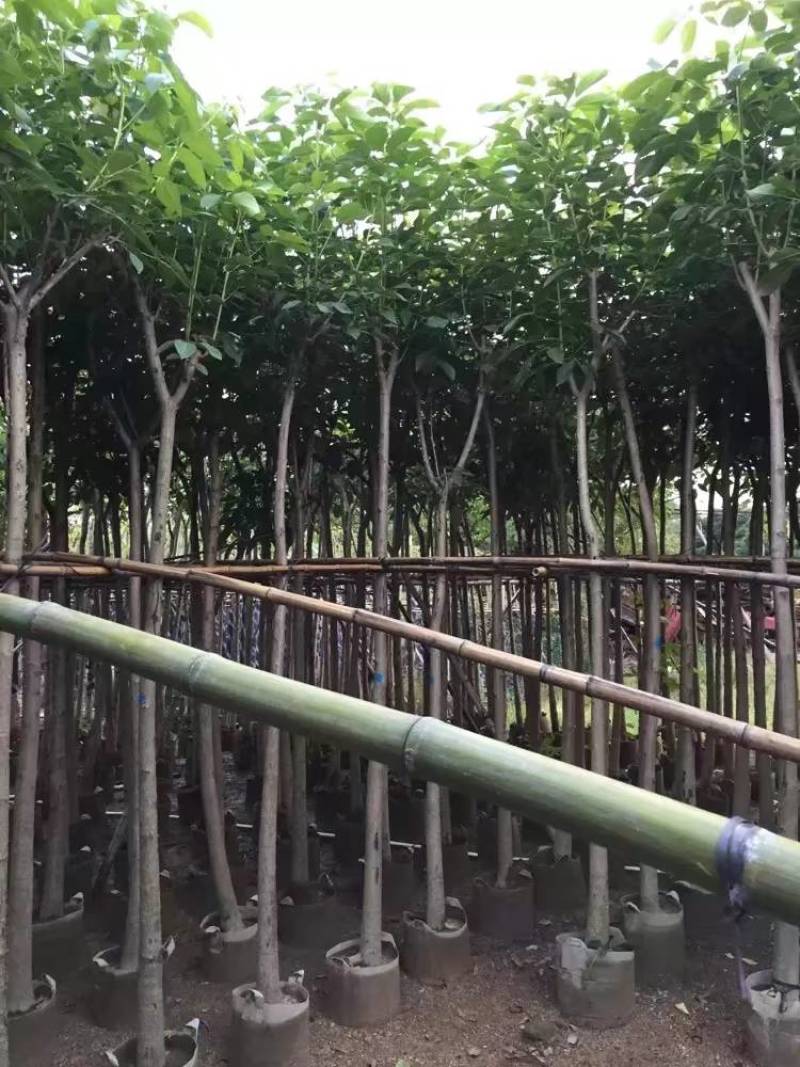 红花风铃木大量自家袋苗5-15分欢迎来电咨询价格量大从优