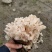 中国食用菌之都古田食用菌批发绣球菌干品大量现货供应一级