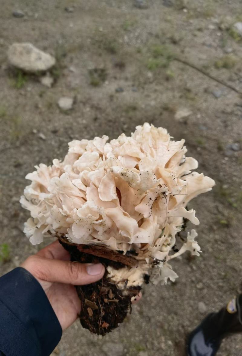中国食用菌之都古田食用菌批发绣球菌干品大量现货供应一级