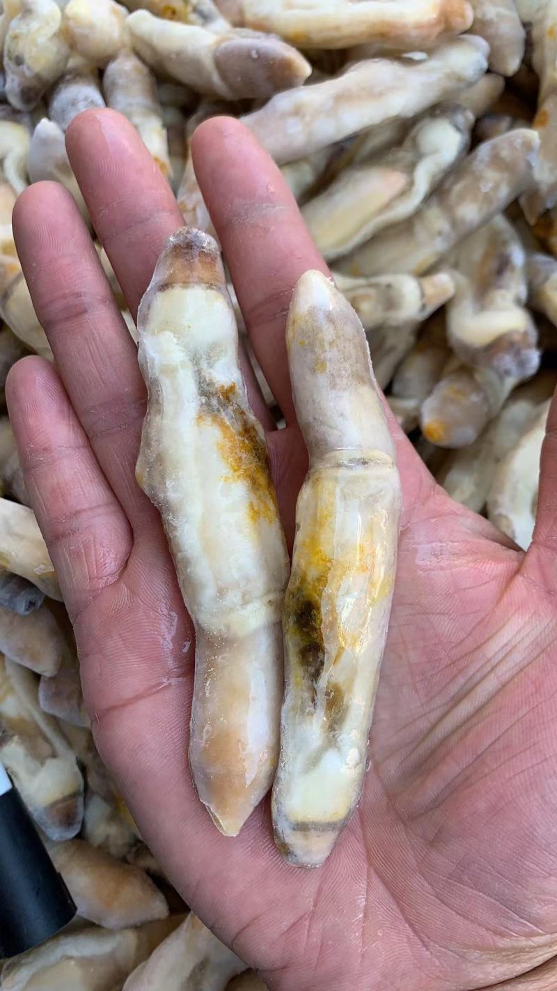 新鲜蛏王肉冷冻竹节蛏子现剥海捕蛏子肉贝类海鲜
