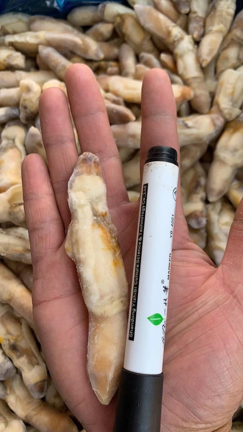新鲜蛏王肉冷冻竹节蛏子现剥海捕蛏子肉贝类海鲜