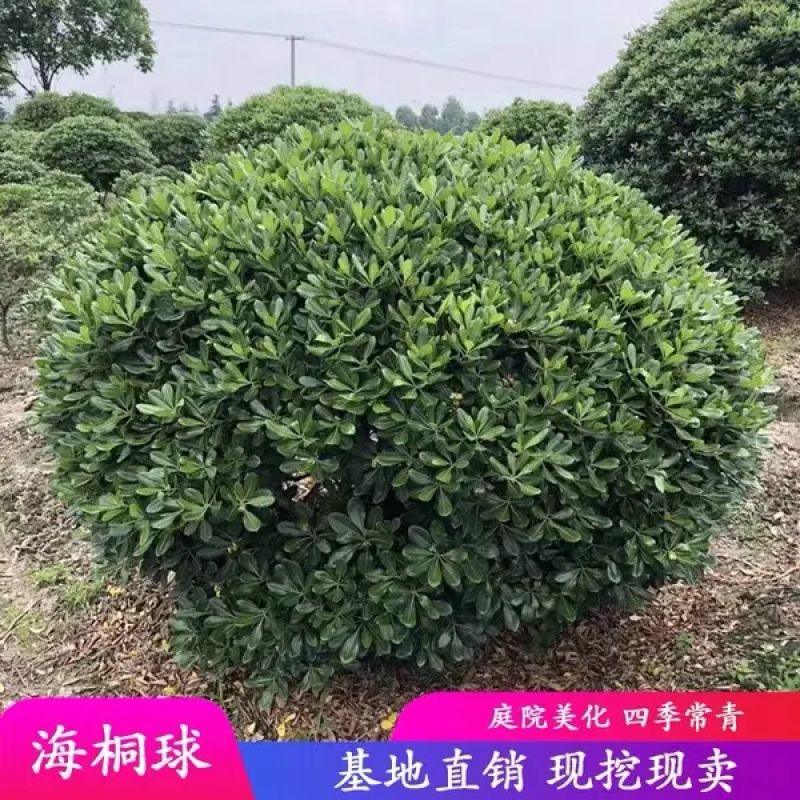 精品海桐球全部现挖现卖基地直销提供发票