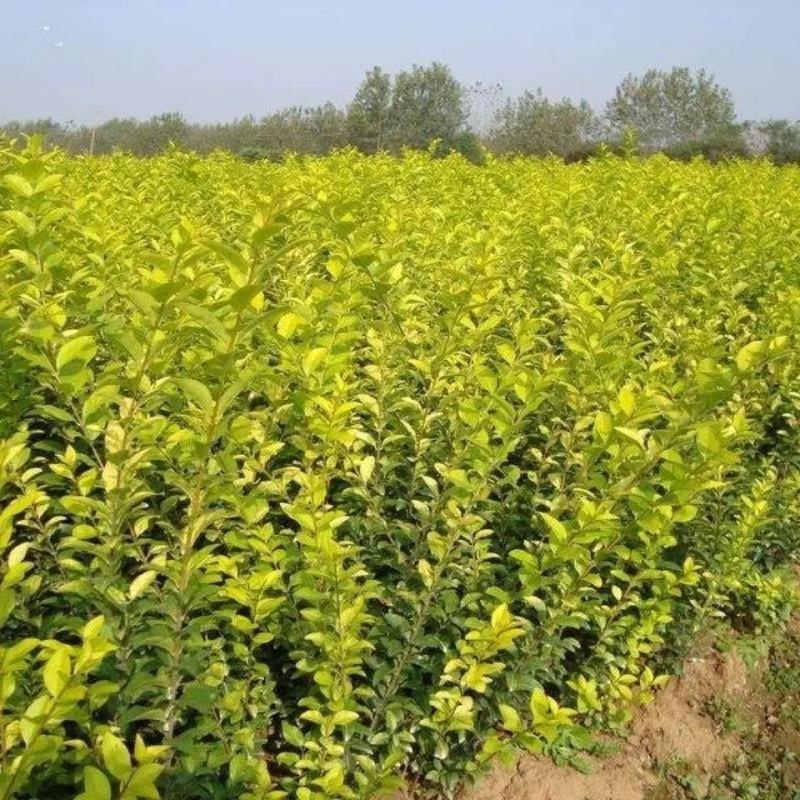 南天竹苗免费包邮基地直销量大提供发票