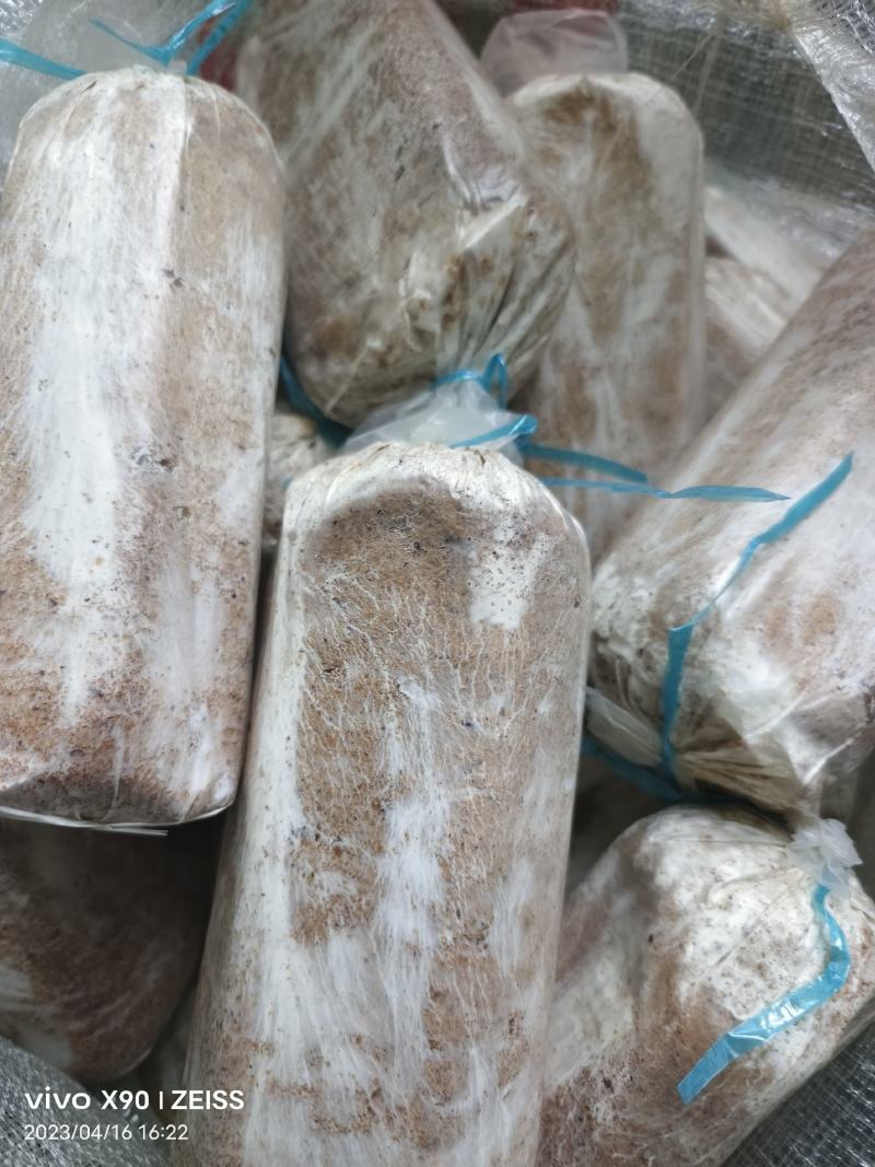 茯苓菌种优质高产粮食种，产地直销，欢迎前来选购