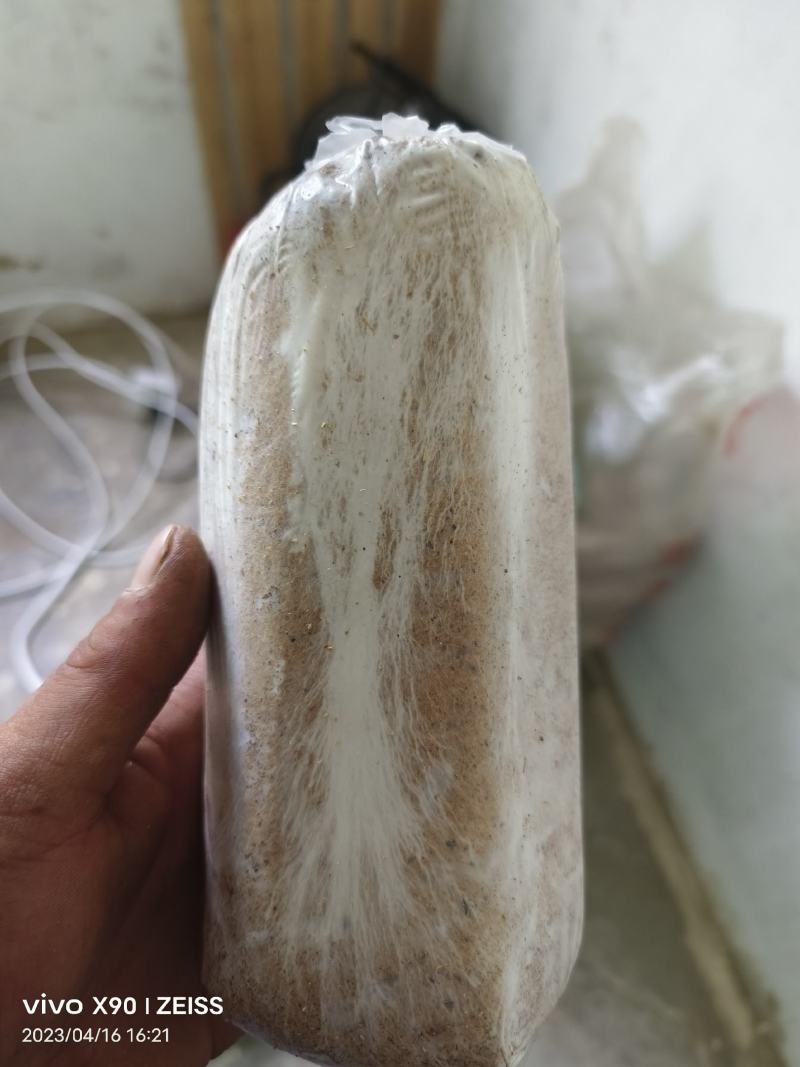 茯苓菌种优质高产粮食种，产地直销，欢迎前来选购