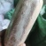 茯苓菌种优质高产粮食种，产地直销，欢迎前来选购