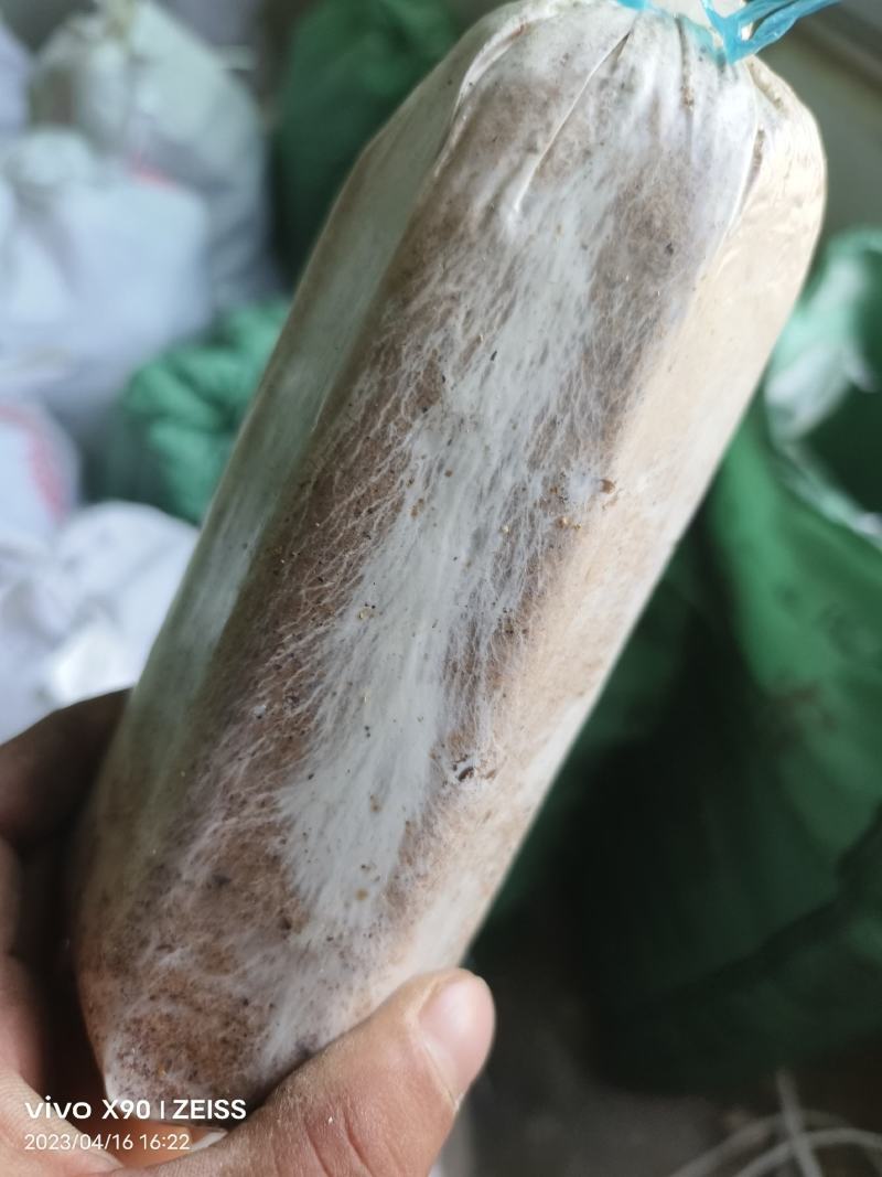 茯苓菌种优质高产粮食种，产地直销，欢迎前来选购