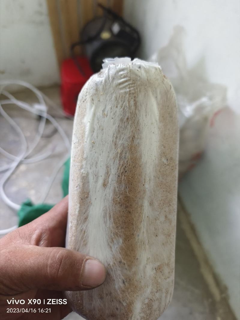 茯苓菌种优质高产粮食种，产地直销，欢迎前来选购