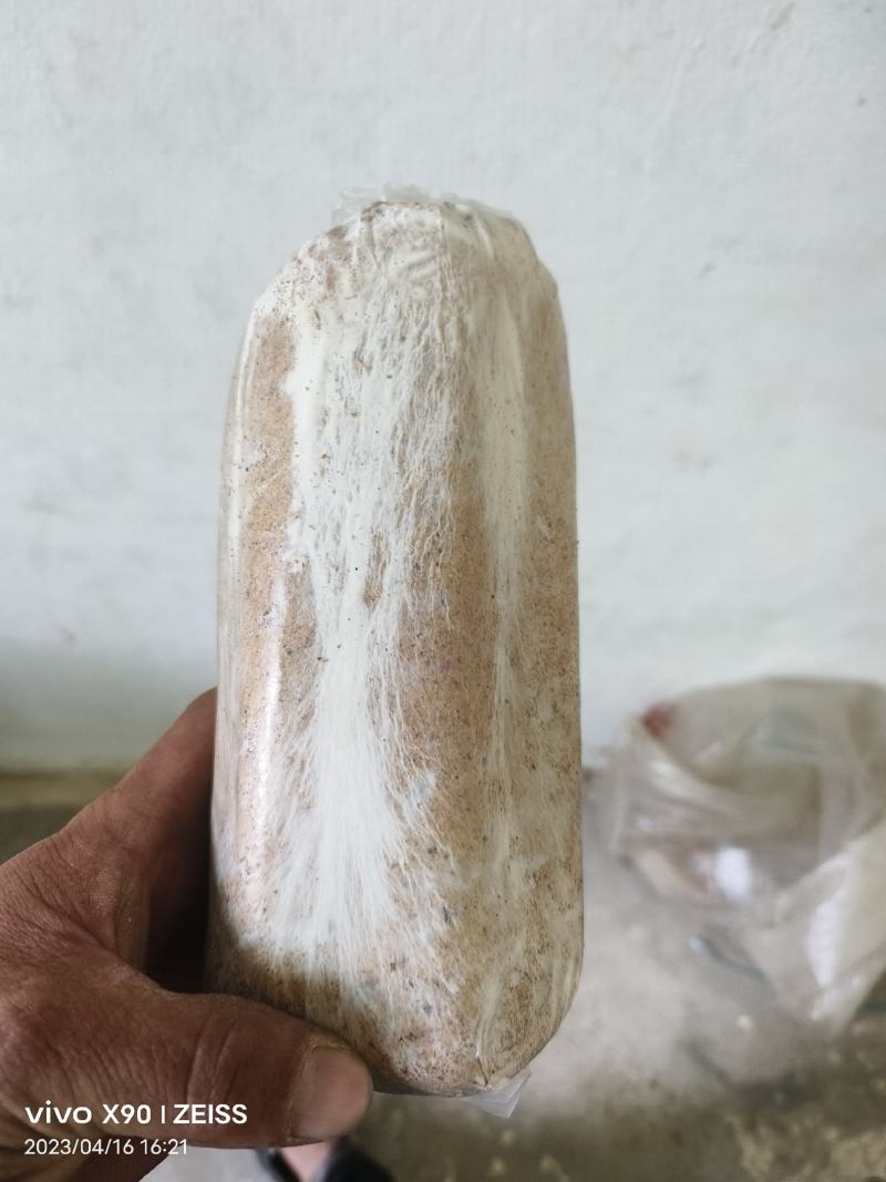 茯苓菌种优质高产粮食种，产地直销，欢迎前来选购