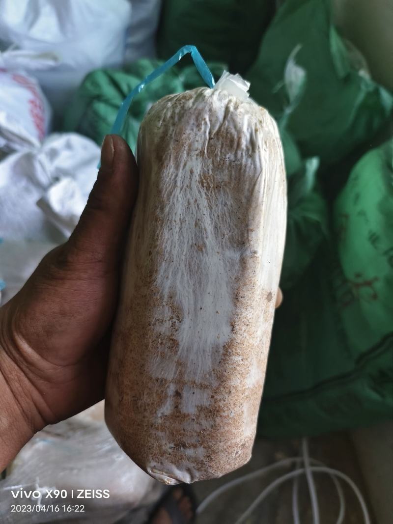 茯苓菌种优质高产粮食种，产地直销，欢迎前来选购