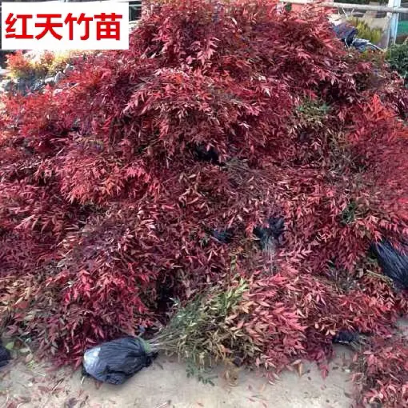 南天竹苗免费包邮基地直销量大提供发票