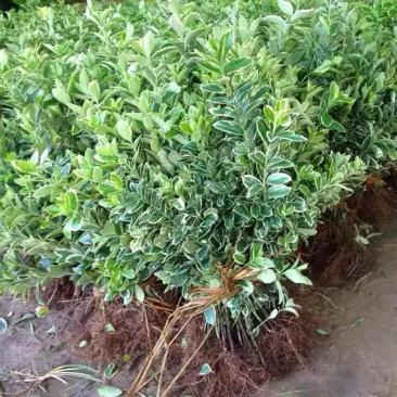 金边黄杨苗免费包邮全部现挖现卖基地直销量大提供发票