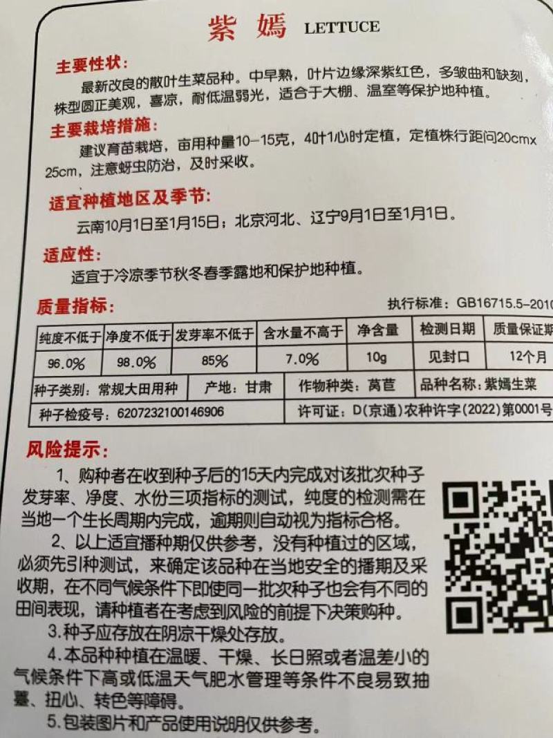越冬花青素爆棚的紫韵-深紫色生菜种子罗马生菜种子精品