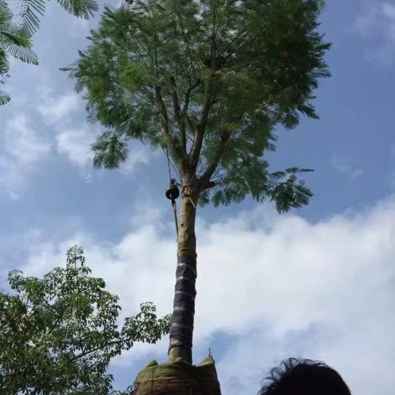 凤凰木大量自家袋苗5-30分截杆骨架全冠均有详细来电咨询