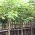 凤凰木大量自家袋苗5-30分截杆骨架全冠均有详细来电咨询
