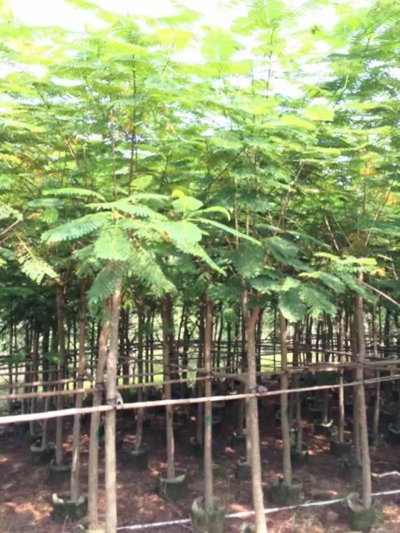 凤凰木大量自家袋苗5-30分截杆骨架全冠均有详细来电咨询